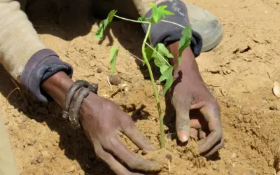 Tsévié Vert : Pour un Environnement Propre et Sain